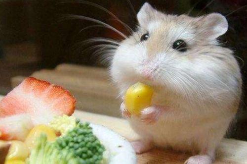 穷人养鼠大法娱乐吃瓜,趣味养鼠，吃瓜乐趣无限